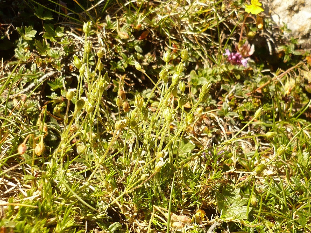 Minuartia verna subsp. verna (Caryophyllaceae)
